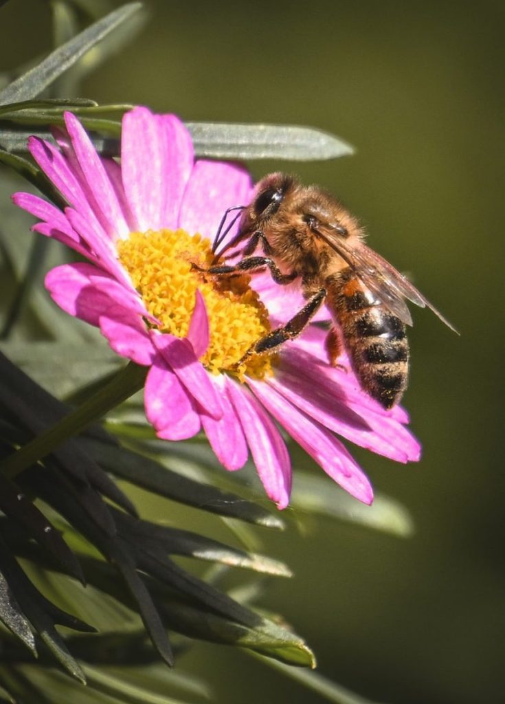 bee, flower, beautiful flowers, pink, pollen, nectar, spring, macro, nature, flower background, environment, botany, pollination, insect, flower wallpaper, wildflower, green, detail, animal, closeup, beauty, contrast, insect on flower